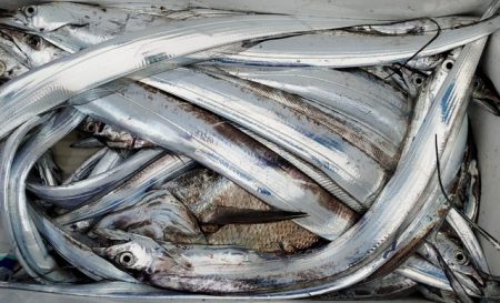 遊漁船 ニライカナイ 釣果