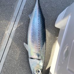 へいみつ丸 釣果