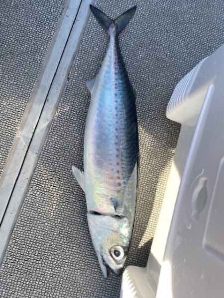 へいみつ丸 釣果