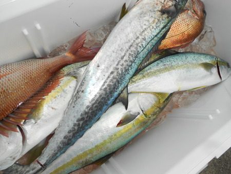 こうゆう丸 釣果