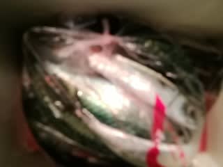松福丸 釣果