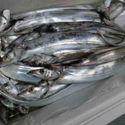 遊漁船 セトマリン 釣果