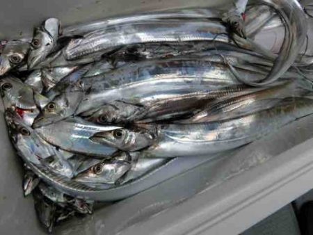 遊漁船 セトマリン 釣果