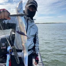 シーマジカル 釣果