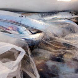 弘福丸 釣果