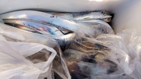 弘福丸 釣果
