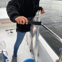 シーマジカル 釣果