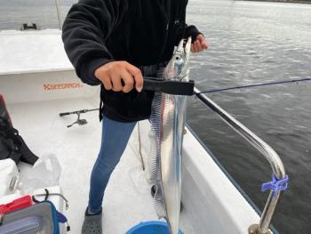 シーマジカル 釣果