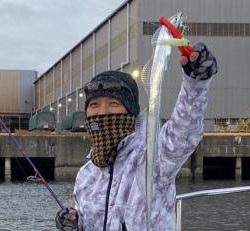 シーマジカル 釣果