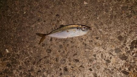 和歌浦でアジング