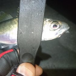 アジを求めて淡路島遠征！！