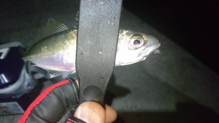 アジを求めて淡路島遠征！！