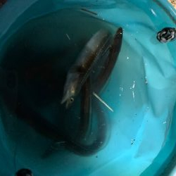 タチウオいまいち、アナゴがいい