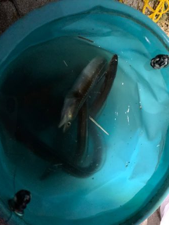 タチウオいまいち、アナゴがいい