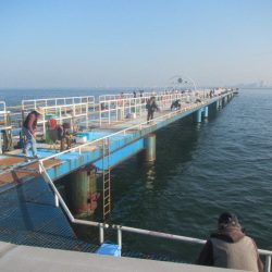 オリジナルメーカー海づり公園(市原市海づり施設) 釣果