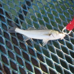 オリジナルメーカー海づり公園(市原市海づり施設) 釣果