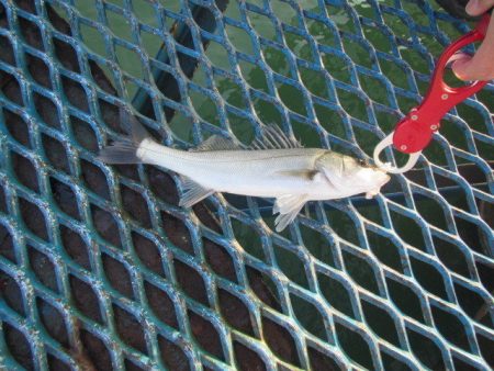 オリジナルメーカー海づり公園(市原市海づり施設) 釣果