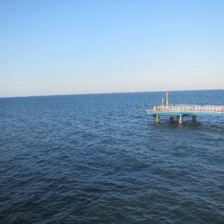 オリジナルメーカー海づり公園(市原市海づり施設) 釣果