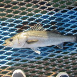オリジナルメーカー海づり公園(市原市海づり施設) 釣果