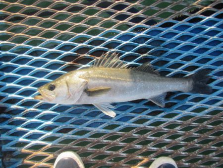 オリジナルメーカー海づり公園(市原市海づり…