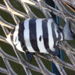 オリジナルメーカー海づり公園(市原市海づり施設) 釣果