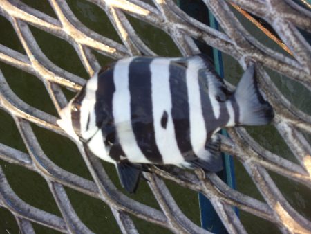 オリジナルメーカー海づり公園(市原市海づり…