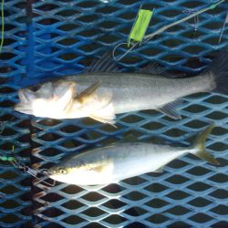 オリジナルメーカー海づり公園(市原市海づり施設) 釣果