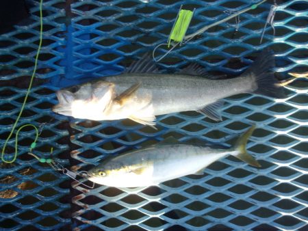 オリジナルメーカー海づり公園(市原市海づり施設) 釣果