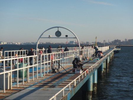 オリジナルメーカー海づり公園(市原市海づり施設) 釣果