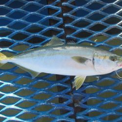 オリジナルメーカー海づり公園(市原市海づり施設) 釣果