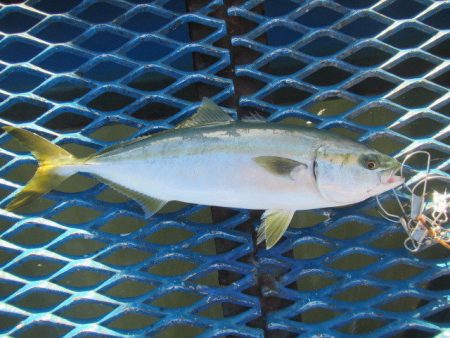 オリジナルメーカー海づり公園(市原市海づり施設) 釣果