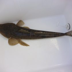 オリジナルメーカー海づり公園(市原市海づり施設) 釣果