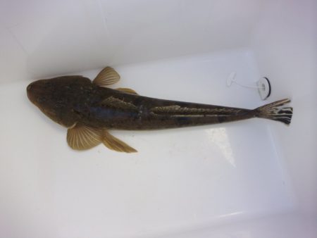 オリジナルメーカー海づり公園(市原市海づり施設) 釣果