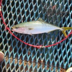 オリジナルメーカー海づり公園(市原市海づり施設) 釣果