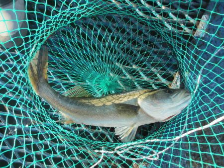 オリジナルメーカー海づり公園(市原市海づり…