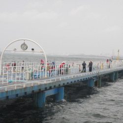 オリジナルメーカー海づり公園(市原市海づり施設) 釣果