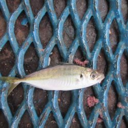オリジナルメーカー海づり公園(市原市海づり施設) 釣果