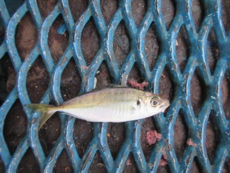 オリジナルメーカー海づり公園(市原市海づり施設) 釣果