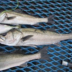 オリジナルメーカー海づり公園(市原市海づり施設) 釣果