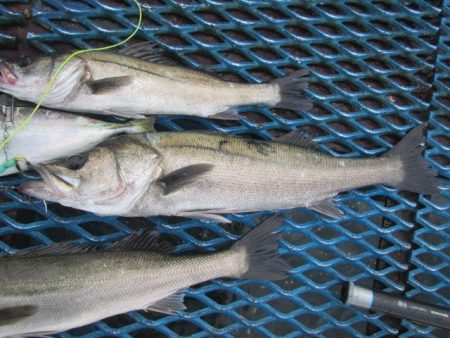 オリジナルメーカー海づり公園(市原市海づり施設) 釣果