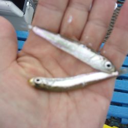 オリジナルメーカー海づり公園(市原市海づり施設) 釣果