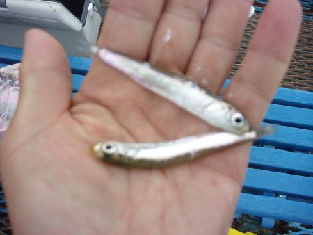 オリジナルメーカー海づり公園(市原市海づり施設) 釣果