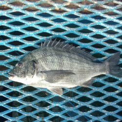 オリジナルメーカー海づり公園(市原市海づり施設) 釣果