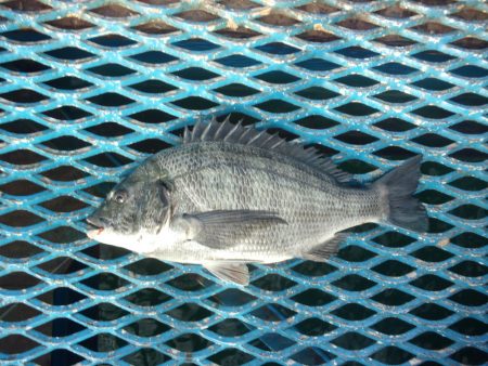 オリジナルメーカー海づり公園(市原市海づり施設) 釣果