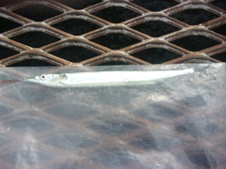 オリジナルメーカー海づり公園(市原市海づり施設) 釣果