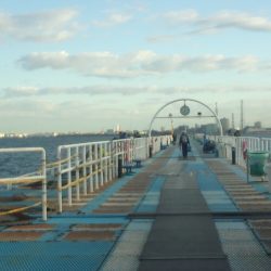 オリジナルメーカー海づり公園(市原市海づり施設) 釣果