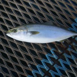 オリジナルメーカー海づり公園(市原市海づり施設) 釣果