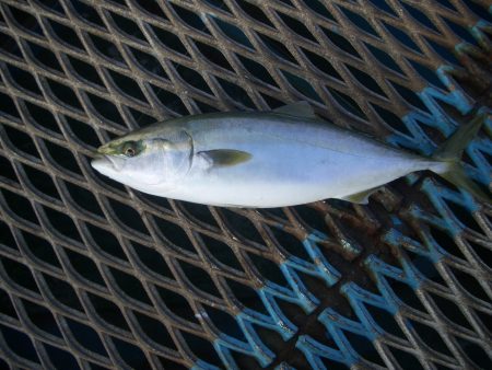 オリジナルメーカー海づり公園(市原市海づり施設) 釣果