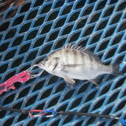 オリジナルメーカー海づり公園(市原市海づり施設) 釣果