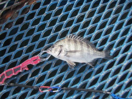 オリジナルメーカー海づり公園(市原市海づり施設) 釣果